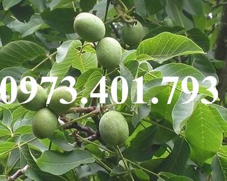 CÂY GIỐNG ÓC CHÓ